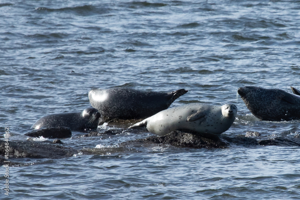 Fototapeta premium A herd of seals can be seen hauled out on the rocks in the bay off the coast of Sandy Hook, New Jersey. A combination of Harbor, Grey, and Harp seals can be seen during this annual migration.