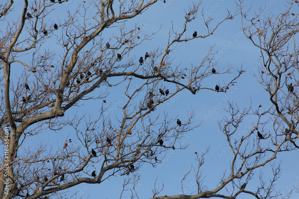 A Group of European Starlings perch in a tree during winter at Sandy Hook in New Jersey. A Group of European Starlings perch in a tree during winter at Sandy Hook in New Jersey.