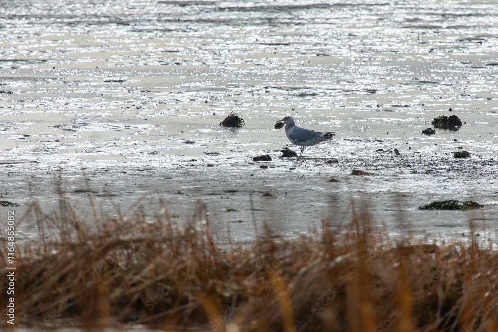 A Seagull stands in the sand during low tide, with a clam in his mouth. A Seagull stands in the sand during low tide, with a clam in his mouth.