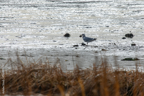 A Seagull stands in the sand during low tide, with a clam in his mouth. photo