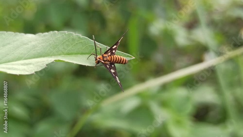 Amata huebneri in the garden photo