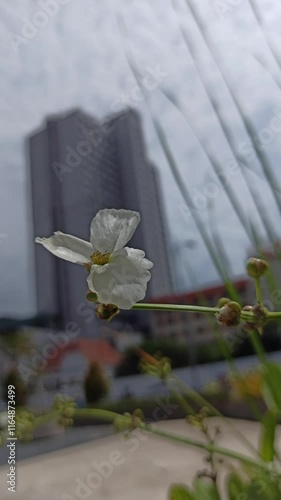 Sagina nodosa in the garden photo