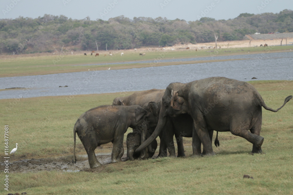 Sri Lankan Elephants in the Wild, Kadulla National Park Sri Lankan Elephants in the Wild, Kadulla National Park