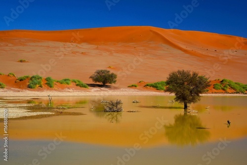 Fototapeta Naklejka Na Ścianę i Meble -  Stunning desert landscape of the Namib-Naukluft National Park, near the famous Daedvlei clay pan (western Namibia, Africa)