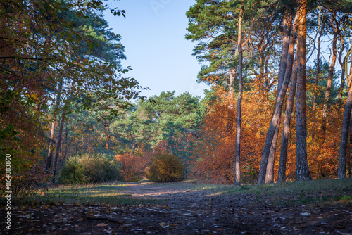 Autumn forest path bathed in warm sunlight, surrounded by vibrant golden and orange foliage. Perfect for seasonal themes, nature blogs, or promotional materials. photo