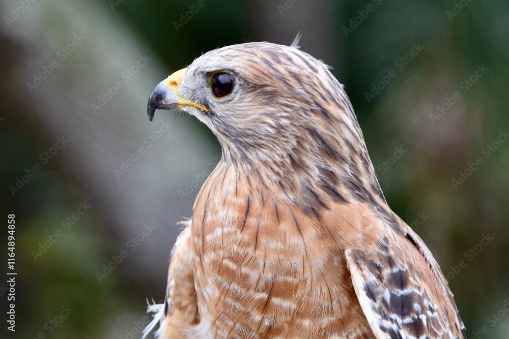 red shouldered hawk portrait bird of prey red shouldered hawk portrait bird of prey