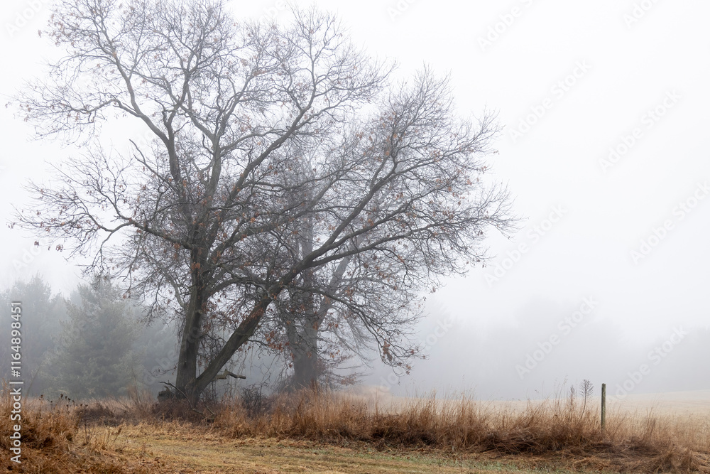 Silhouettes of oak trees in the winter on a foggy day on a farm. Silhouettes of oak trees in the winter on a foggy day on a farm.