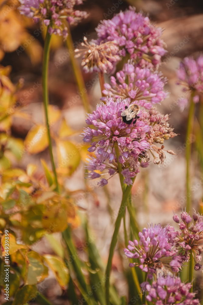Fototapeta premium bee on a flower