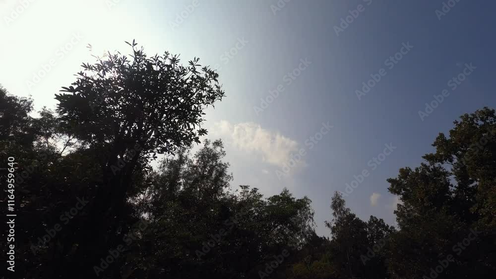 sunlight passing through the dense forest and green trees with blue sky and clouds