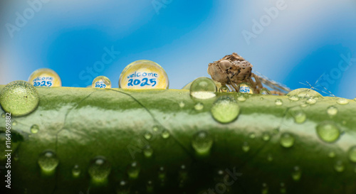 Wallpaper Mural Happy new year 2025 written in a water dew drops Torontodigital.ca