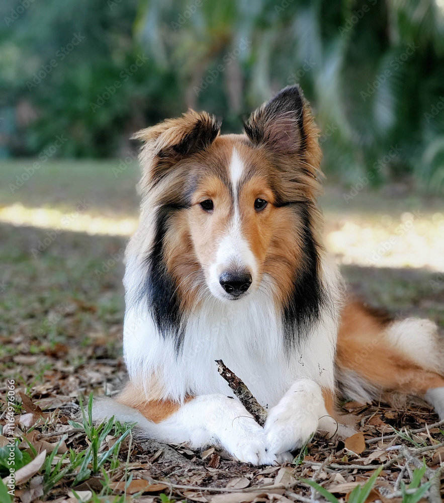 Cute sheltie young dog playing with stick looking forward. Unique Shetland sheep dog. Different ears Cute sheltie young dog playing with stick looking forward. Unique Shetland sheep dog. Different ears