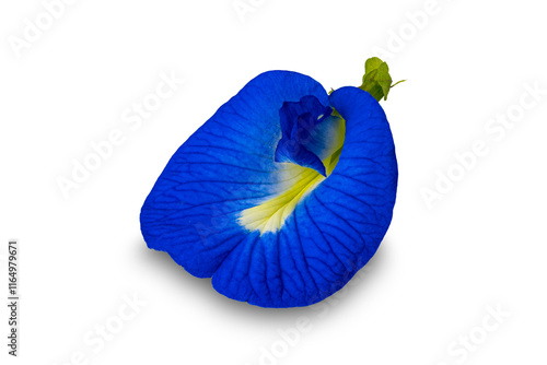 Front view of blooming single blue butterfly pea flower or Clitoria ternatea flower isolated on white bacjground with clipping path. photo