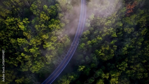 view of the road in the middle of beauty forest 4k shot in the beauty sunny day 