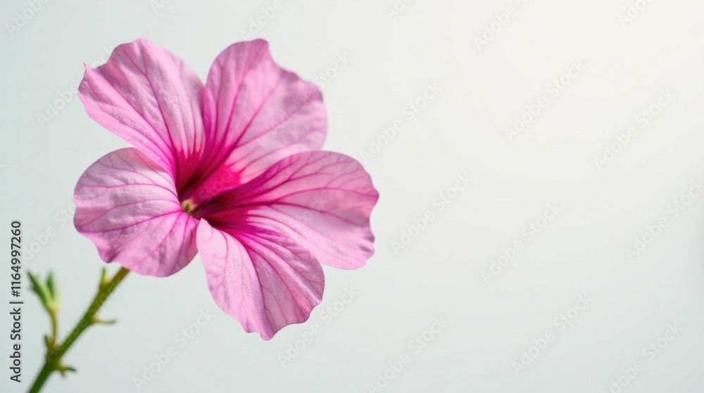 Fototapeta premium A Delicate Pink Flower with Veined Petals Against a Soft White Background
