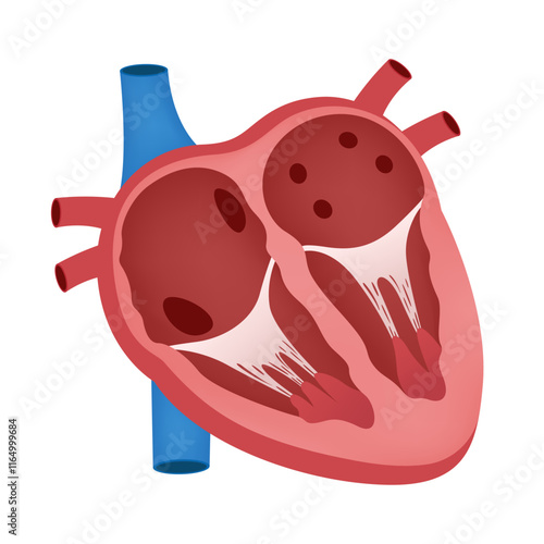 Heart atrium vital organ of body
