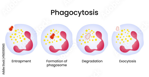 Diagram of the Phagocytosis Process