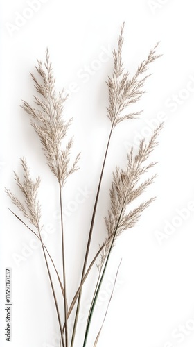 Delicate Dried Grass Arrangement: A Minimalist Botanical Still Life
