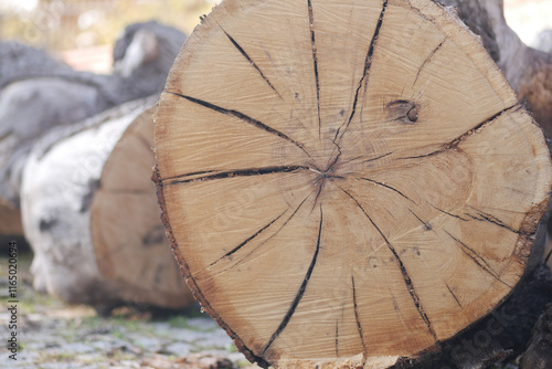 CloseUp of a Freshly Cut Wooden Log Featuring Its Distinctive Rings photo