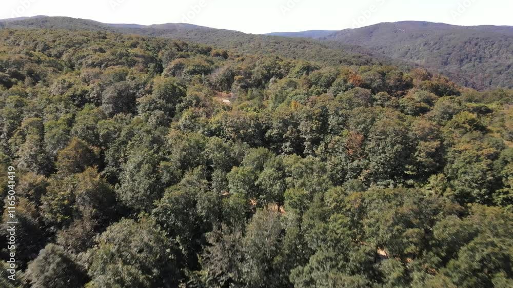 Forest Overhead View Forest Overhead View