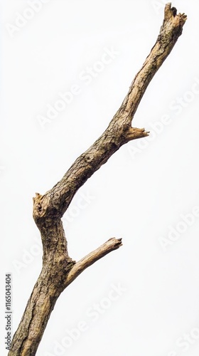 Close-up of a weathered branch against a plain background photo