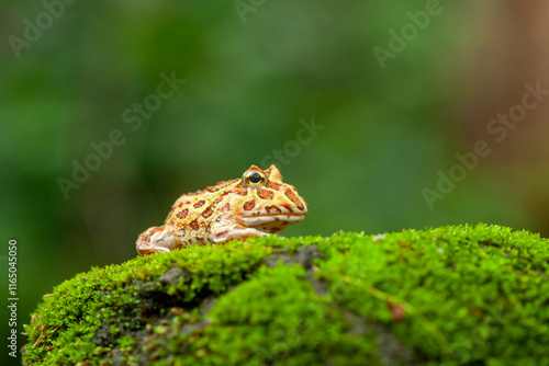 Valokuva Pacman, funny frog in natural life