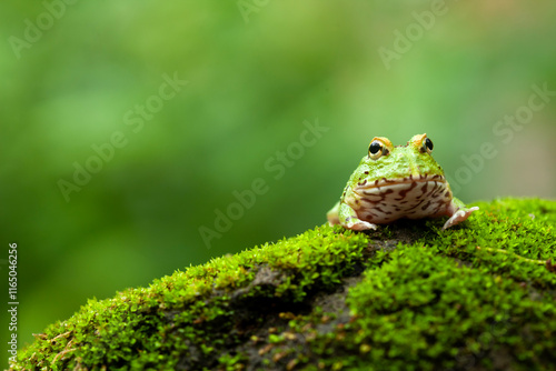 Pacman, funny frog in natural life