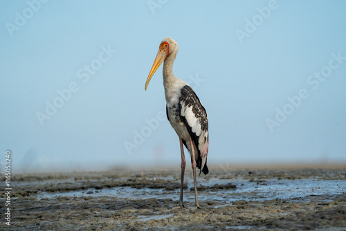 Painted Stork (Mycteria leucocephala), Painted Storks are known for their striking plumage, featuring white feathers with black markings and pinkish hues on their wings. They are often found in wetlan photo