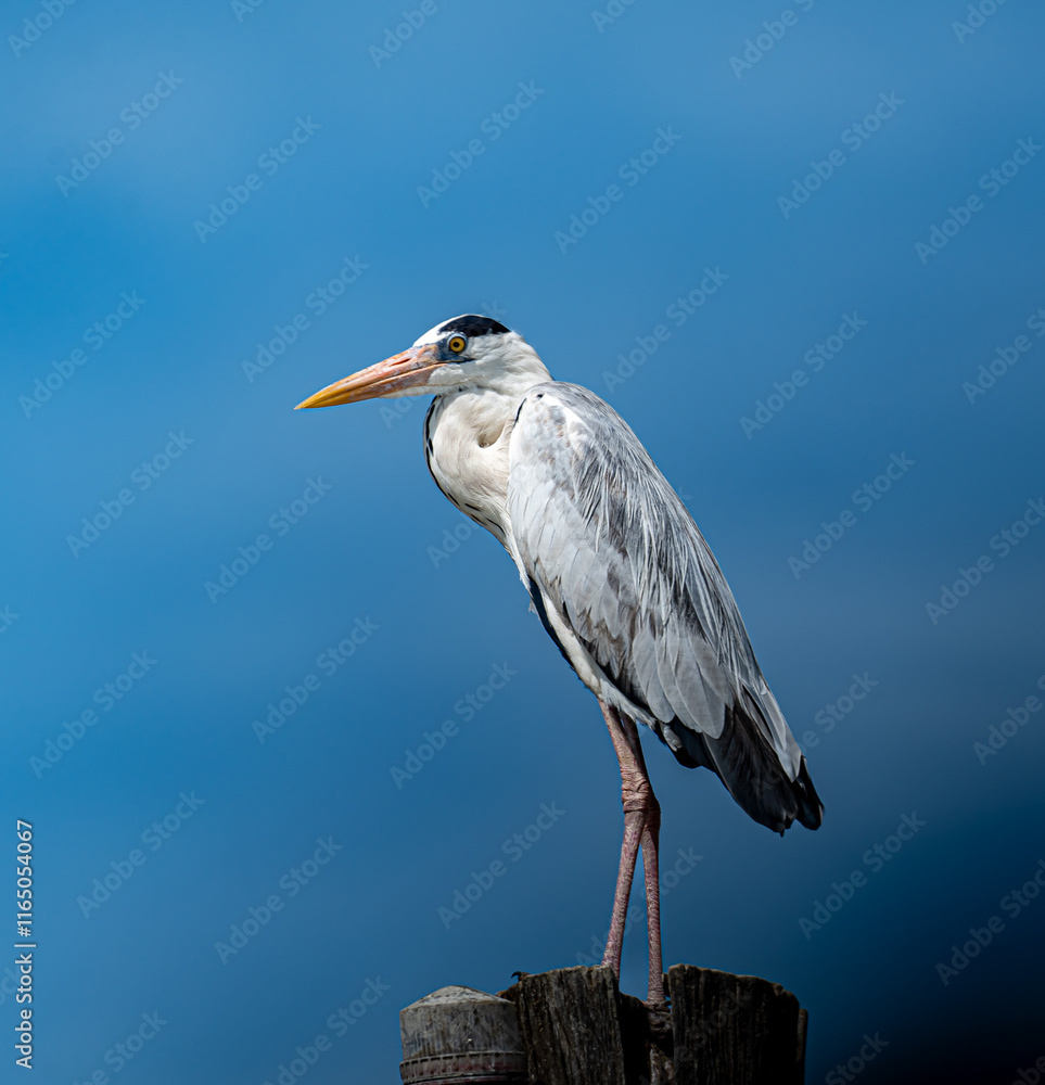 Obraz premium Grey Heron, Ardea cinerea, This species is part of the Ardeidae family and belongs to the genus Ardea. Known for their long legs and necks, Grey Herons are commonly found in wetland areas, such as lak