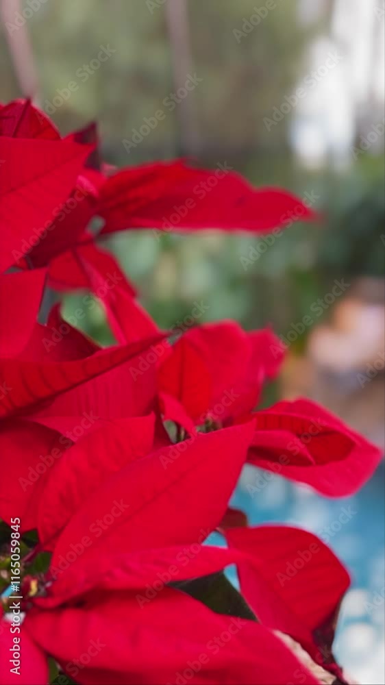 Closeup, bright red poinsettia with blurred tropical waterfall background Closeup, bright red poinsettia with blurred tropical waterfall background