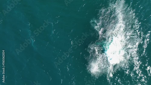 Wallpaper Mural Top down drone shot above Humpback whale jumping in blue ocean water Torontodigital.ca