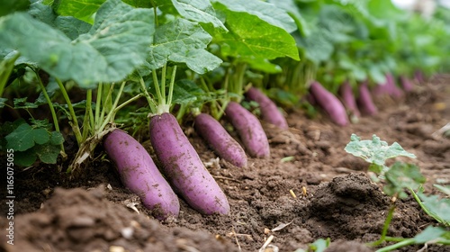 Purple yam plants growing outside