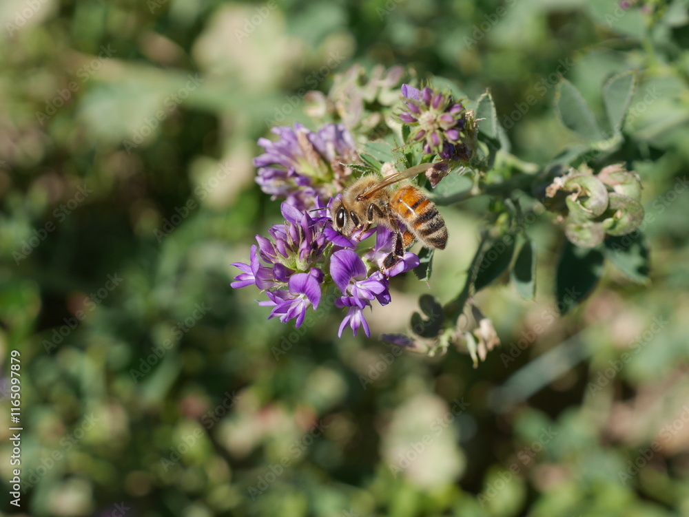 Closeup of a honey bee collecting nectar from wild flowers, Colorado Closeup of a honey bee collecting nectar from wild flowers, Colorado