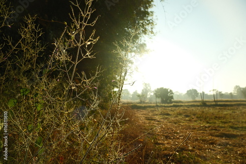 morning mist in the forest