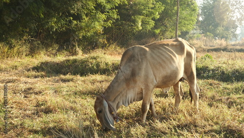asian cow eating grass in country side farm