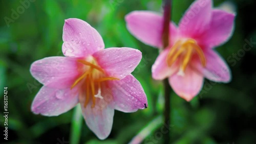 Rain-kissed orchids bloom amid lush greenery creating a tranquil atmosphere