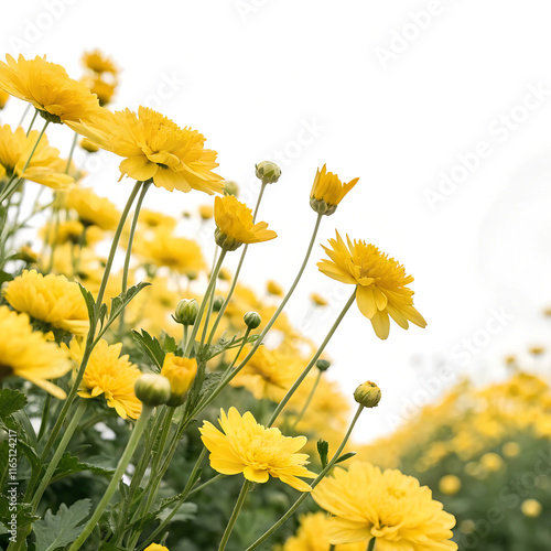 yellow flowers on a white background
