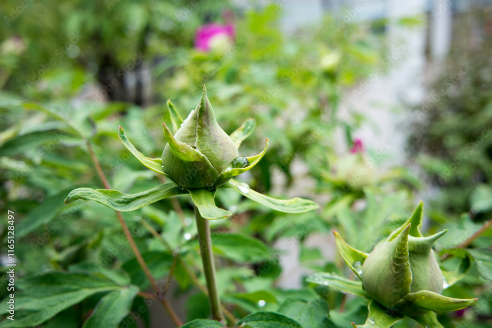 Water Drops On Green Flower Buds Paeonia lactiflora Chinese Peony Background Water Drops On Green Flower Buds Paeonia lactiflora Chinese Peony Background