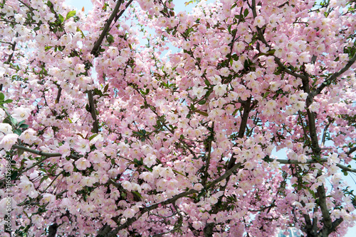 Malus halliana Hall Crabapple Branch With Pink Blossoms Background photo