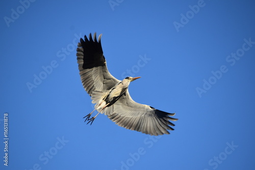 Bird Gray-21