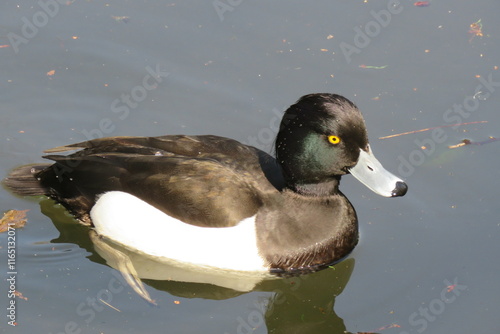 Bird Black-21