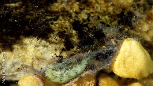 Caddisfly larva (Hydropsyche sp.) underwater in a trout stream, macro close-up, cleaning and turning around in its net tube. photo