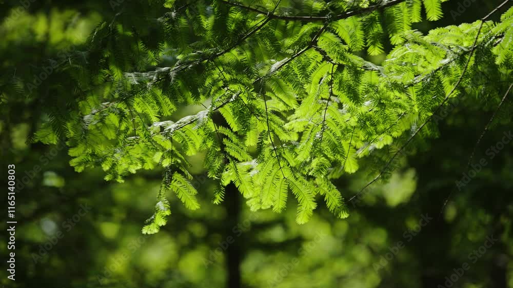 Closeup of vibrant green sequoia tree leaves in natural sunlight, highlighting the intricate details and textures of the foliage Closeup of vibrant green sequoia tree leaves in natural sunlight, highlighting the intricate details and textures of the foliage