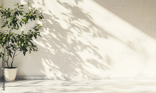 white modern marble floor with a large potted plant casting intricate leaf shadows on a smooth white wall with Copyspace for product mockups and elegant displays
