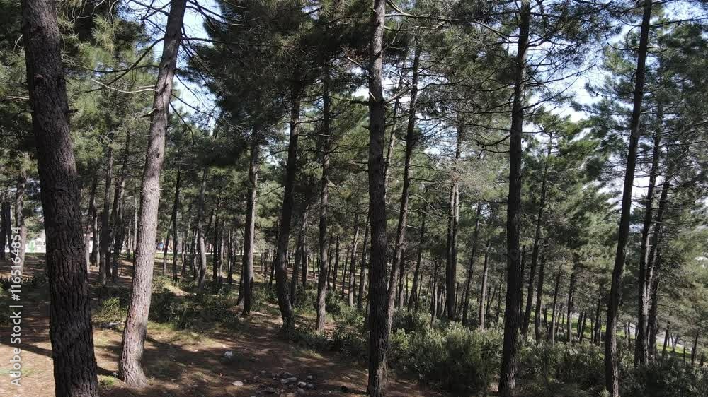 Pine Trees Aerial View Pine Trees Aerial View