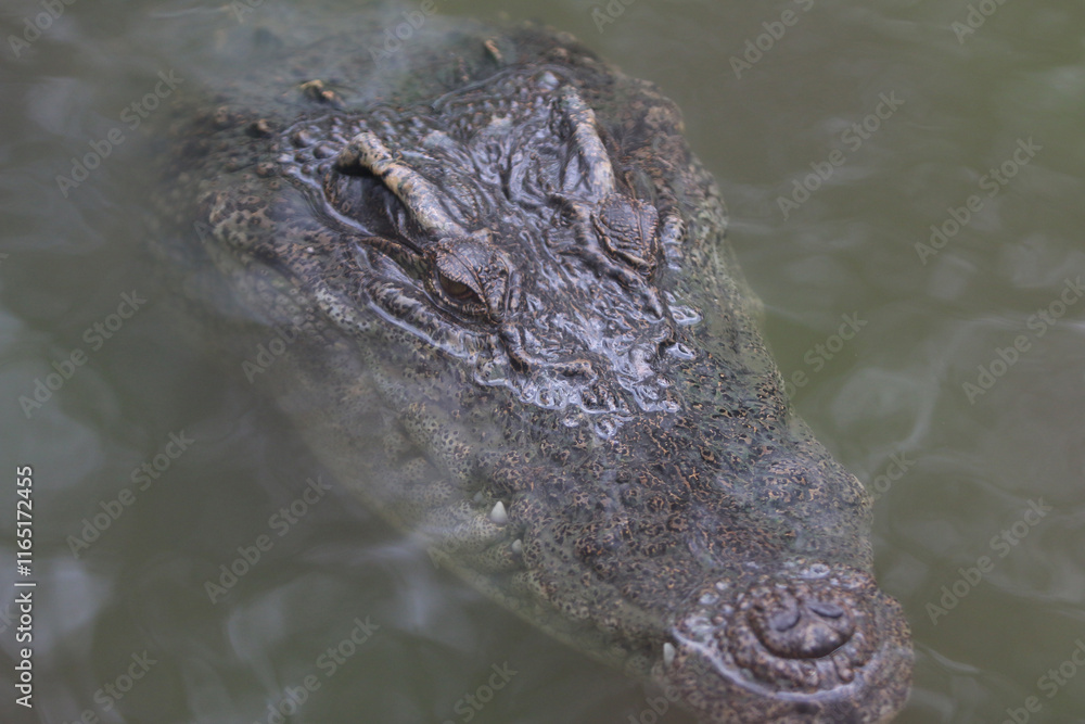 Obraz premium Big crocodile on farm outdoors