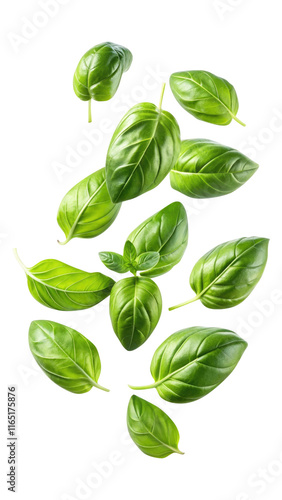 flying fresh basil leaves isolated on transparent white background, clipping path