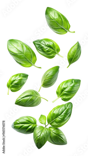 flying fresh basil leaves isolated on transparent white background, clipping path