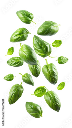 flying fresh basil leaves isolated on transparent white background, clipping path