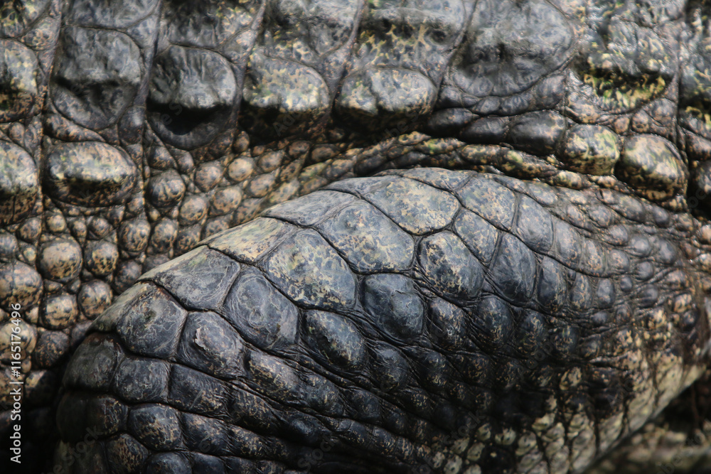 Crocodile skin leathertexture , close up Crocodile skin leathertexture , close up