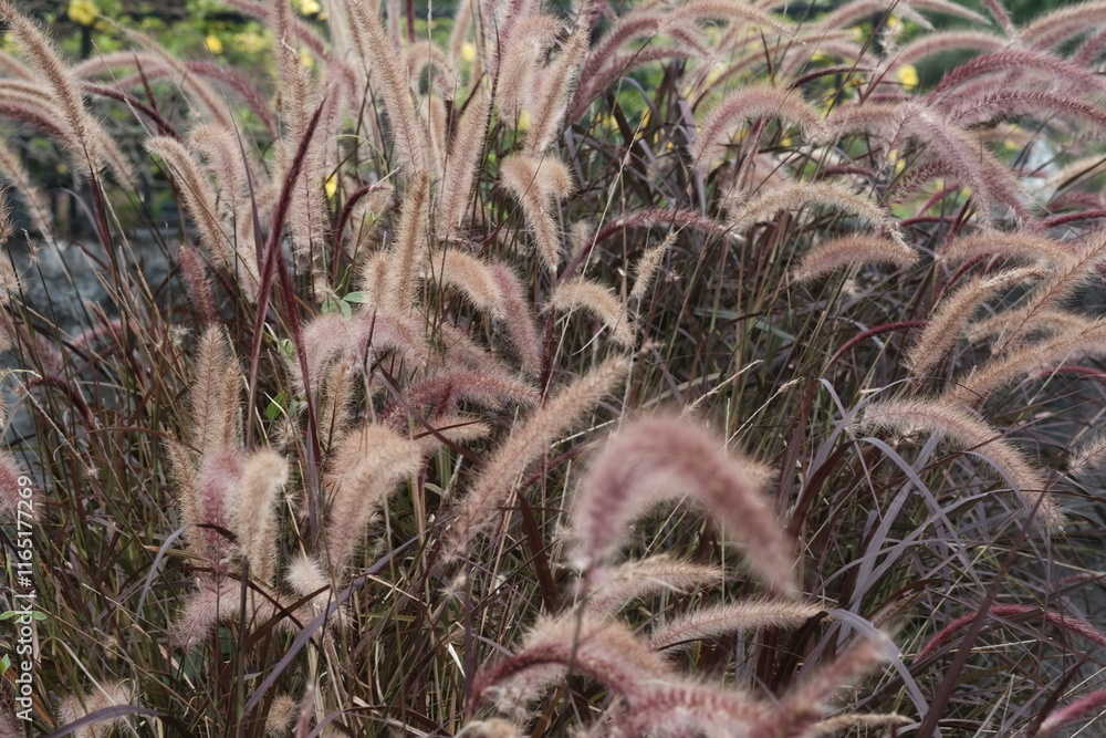 Closeup of the African fountain grass. This is the Latin name of these reddish grass; Cenchrus setaceus. Macro photography. Blurred image Closeup of the African fountain grass. This is the Latin name of these reddish grass; Cenchrus setaceus. Macro photography. Blurred image